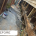 Before Foundation Repair. Replace sill in New Orleans.